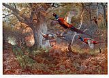 Archibald Thorburn Pheasants Through the Oak Wood painting